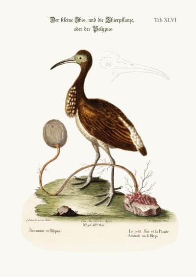 Il piccolo ibis e la pianta-animale o polipo da George Edwards